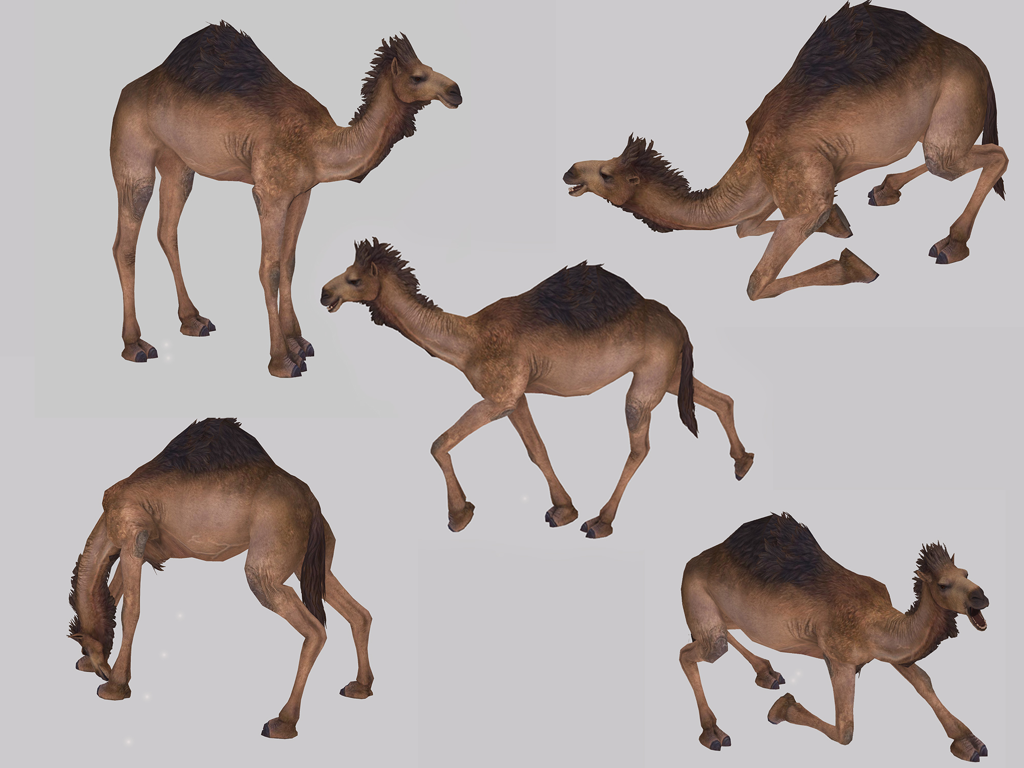 Animesh Animated Camel