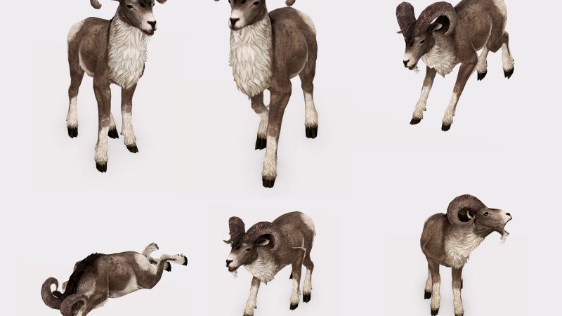 Animesh Goat