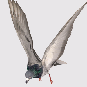 Full Perm Animesh Flying Bird
