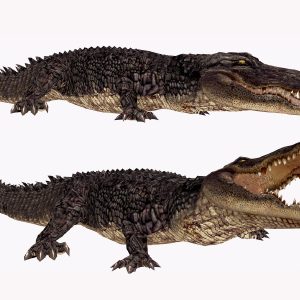 Animpet Full Perm Animesh Crocodile