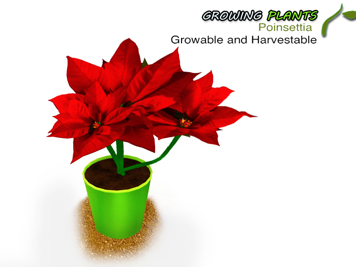 Growing Plants – Mesh Growable and Harvestable Poinsettia Plant